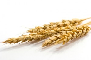 wheat stalks